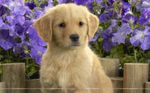golden labrador puppy and purple flowers lost my dog in 1920x1080 wallpaper 